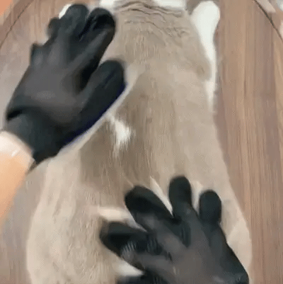 Pet Hair Remover Brushing Gloves - Buy 1 Get 1 Free